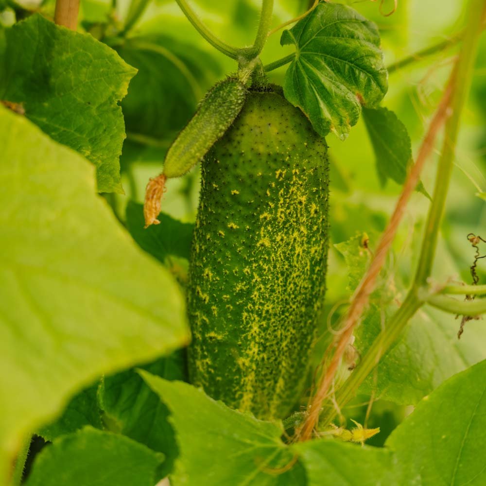 Agurkefrø 'Vorgebirgstrauben' - 10 Økologiske Frø