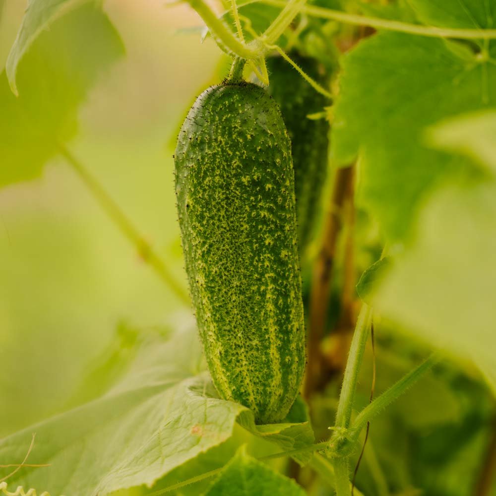 Agurkefrø 'Vorgebirgstrauben' - 10 Økologiske Frø