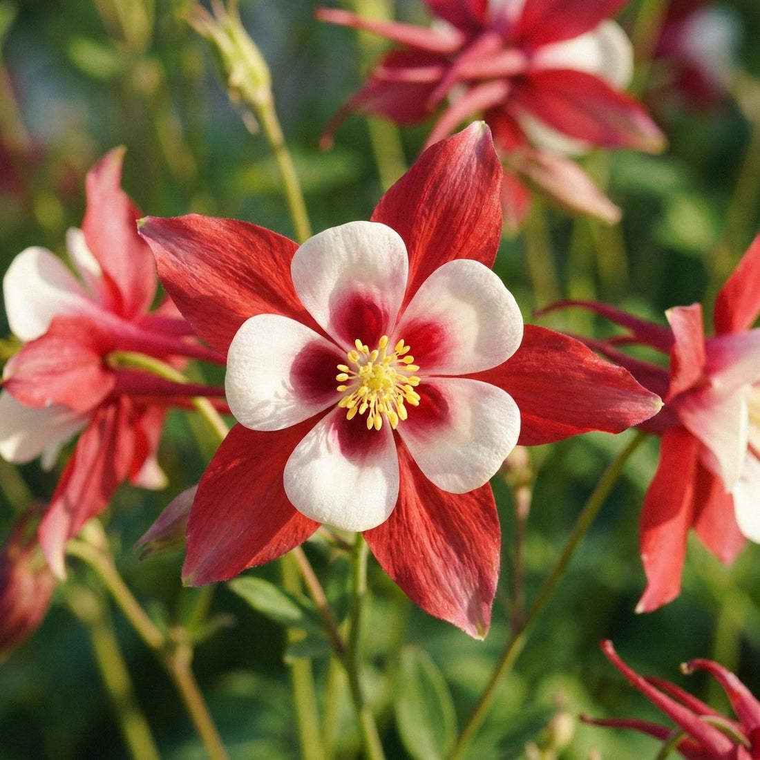 Akeleje, Aquilegia 'Crimson Star'
