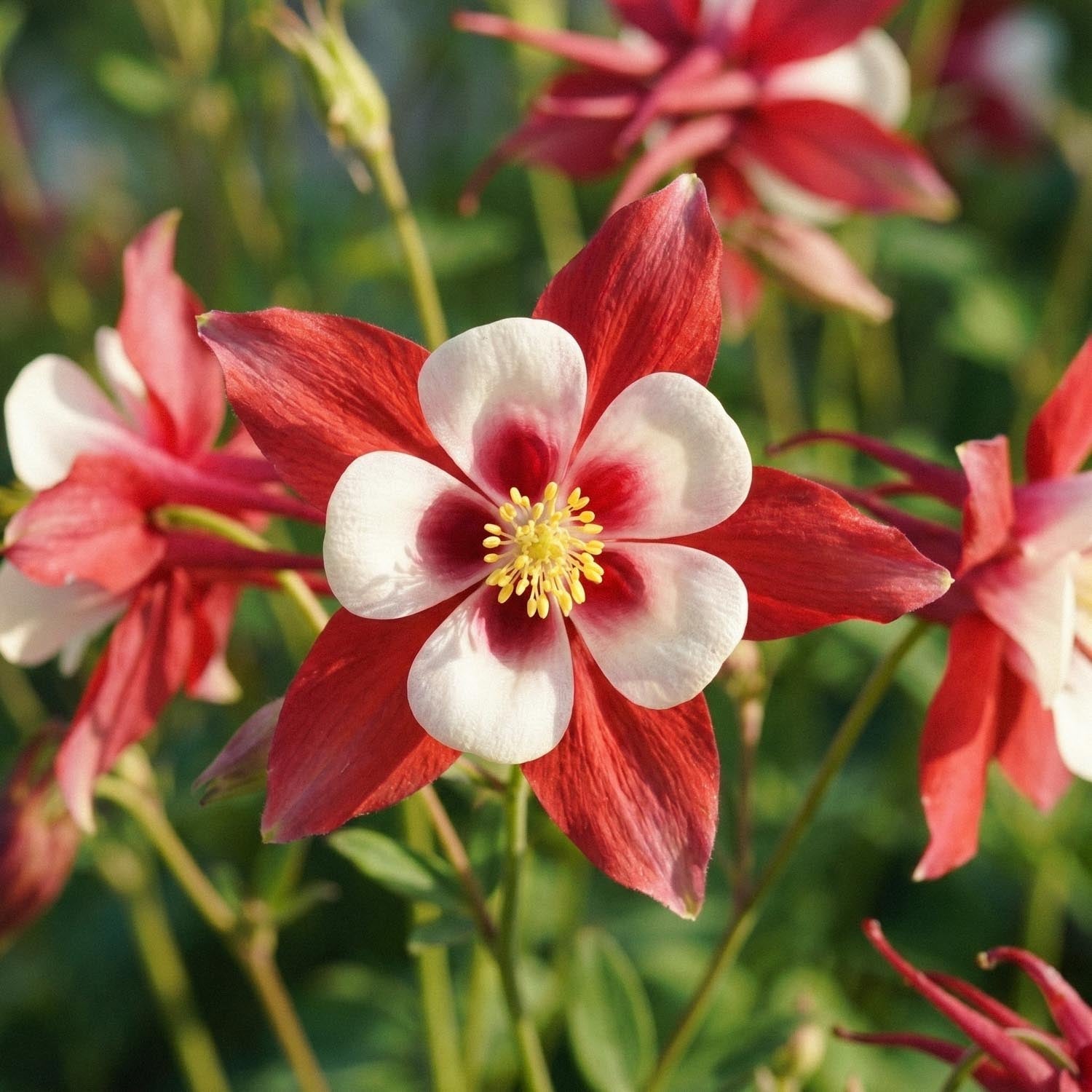 Akeleje, Aquilegia 'Crimson Star'