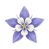 Blomsterfrø