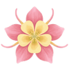 Akeleje barrodsplanter / Aquilegia