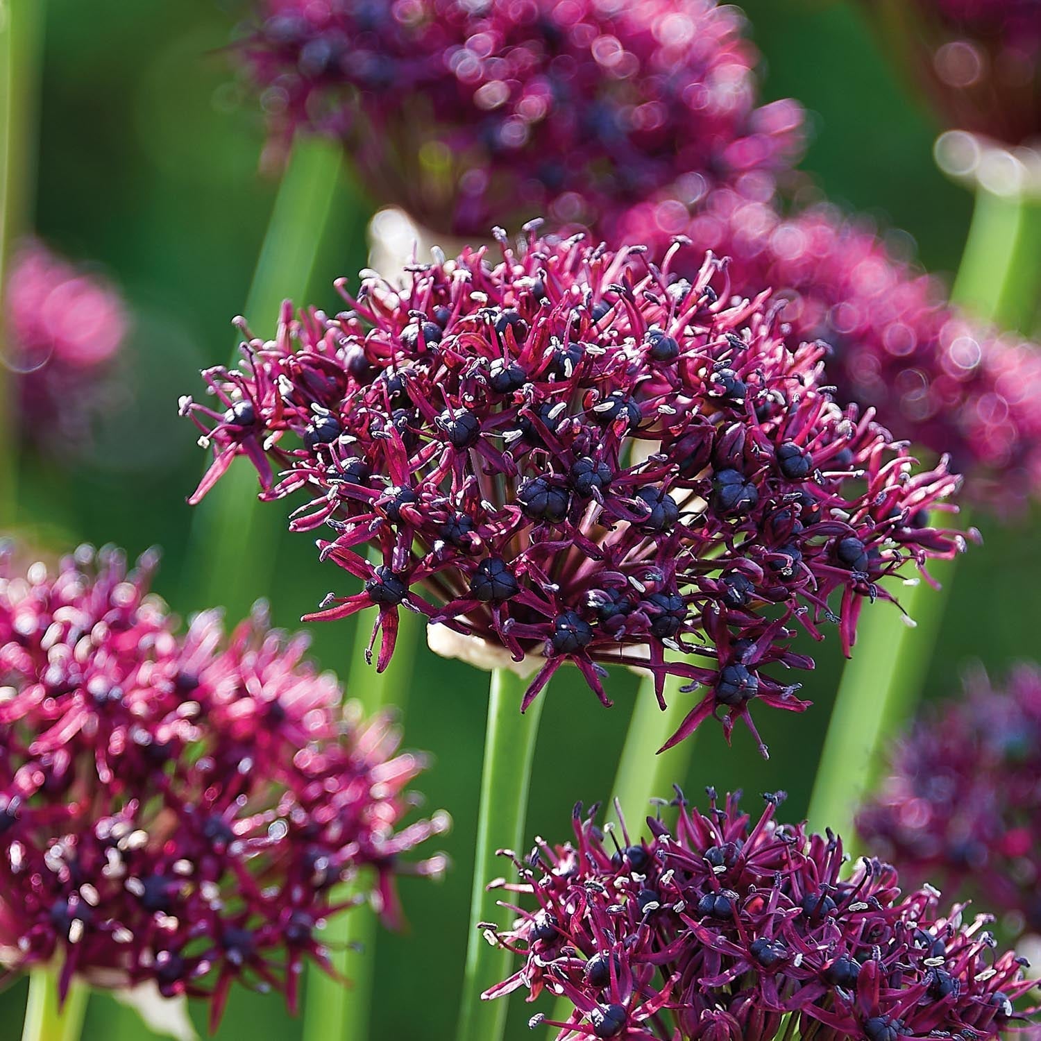 Allium, Prydløg 'Atropurpereum'