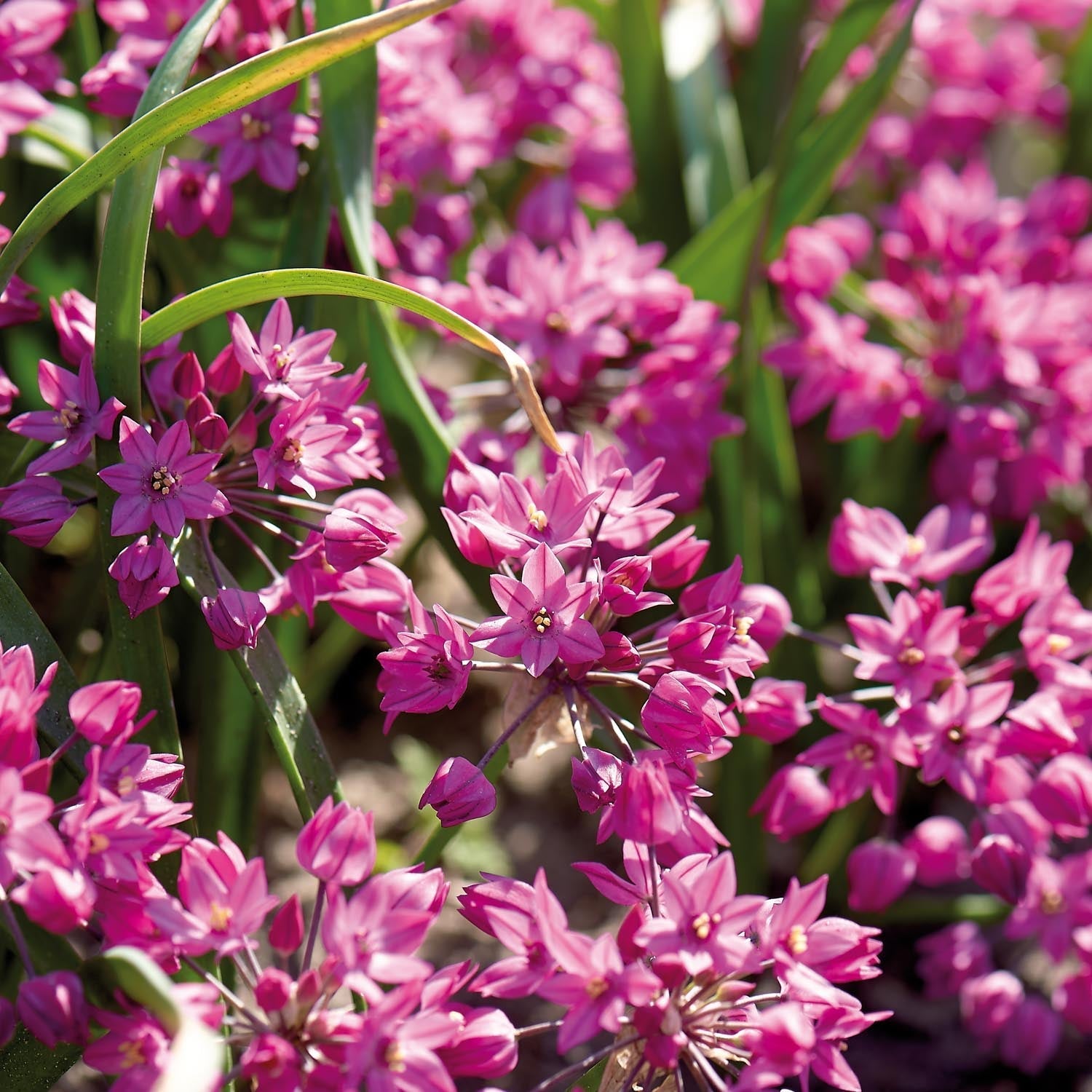 Allium, Prydløg 'Baltimore'