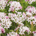 Løglasagne 'Peppermint Parasol'
