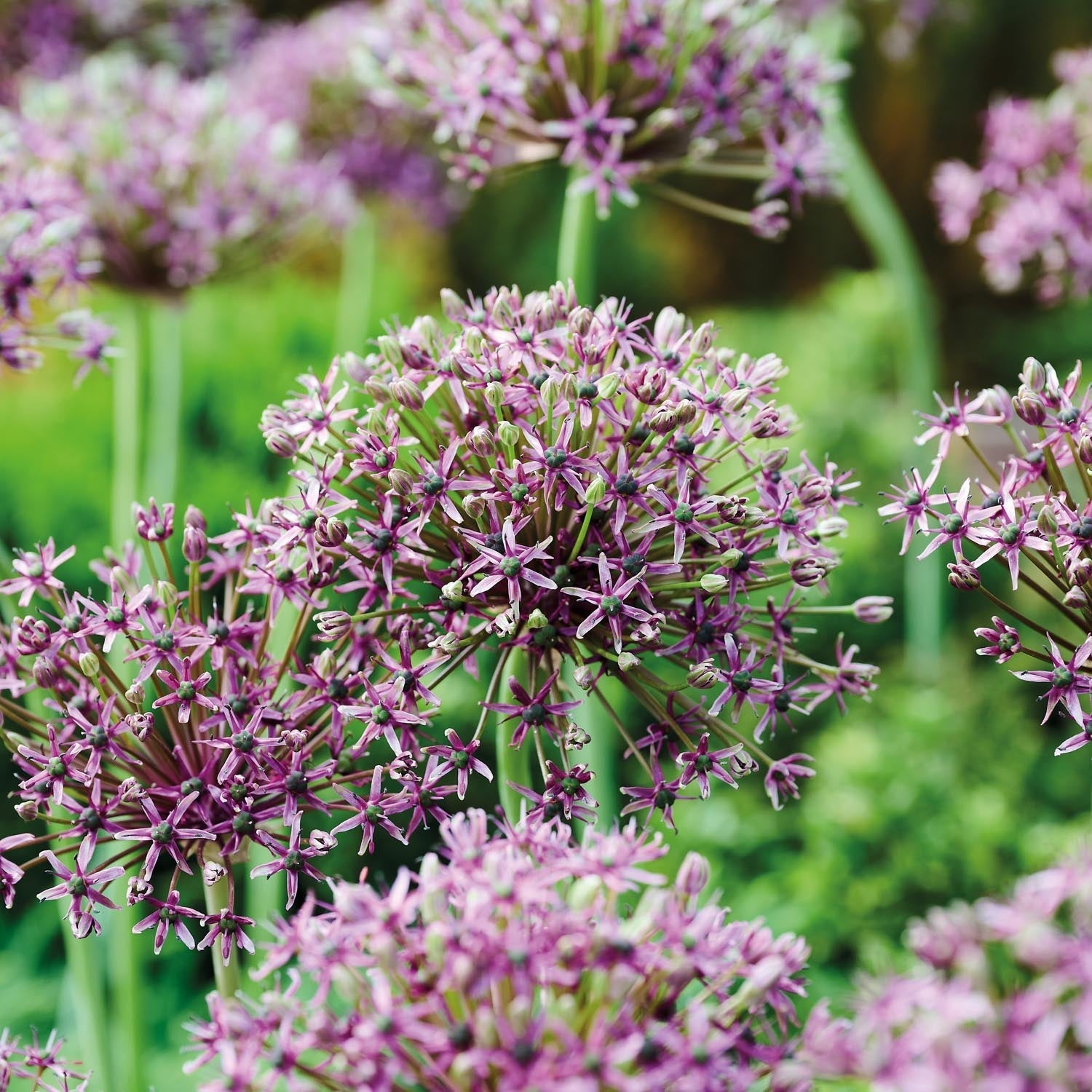 Allium, Prydløg 'Miami'