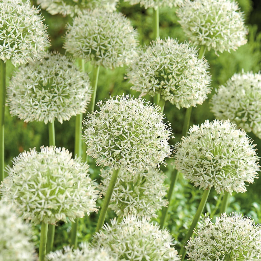 Allium, Prydløg 'Mont Blanc'