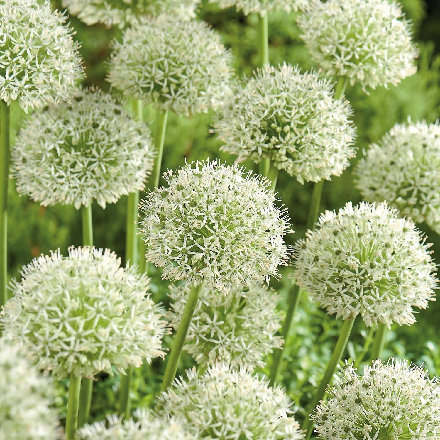 Allium, Prydløg 'Mont Blanc'