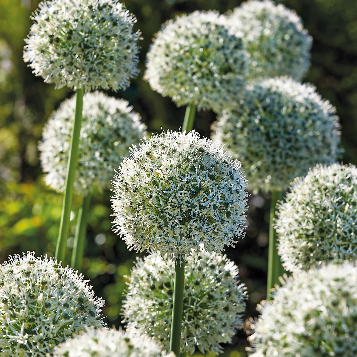 Allium, Prydløg 'Mount Everest'