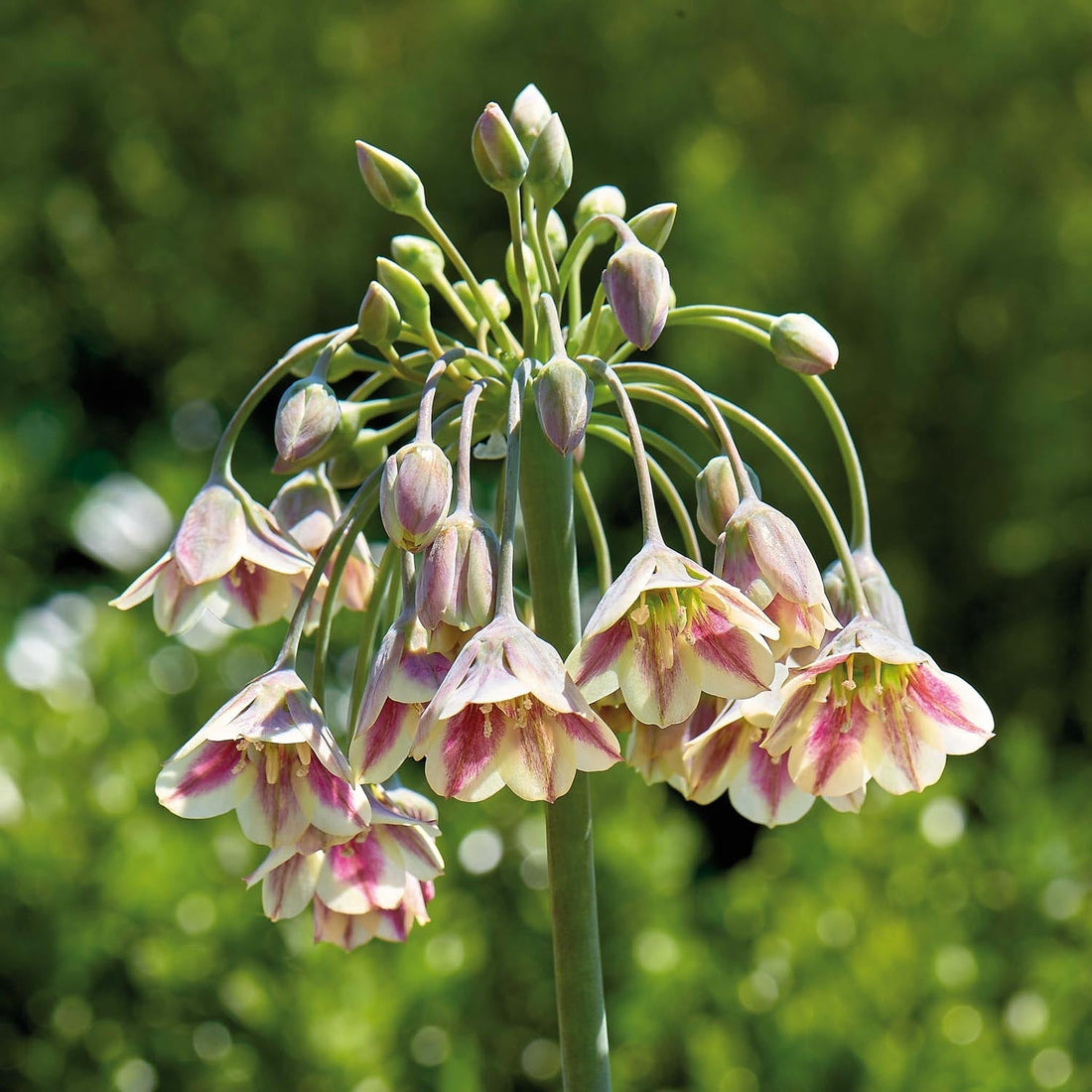 Allium, Prydløg 'Nectaroscordum/Bulgaricum'