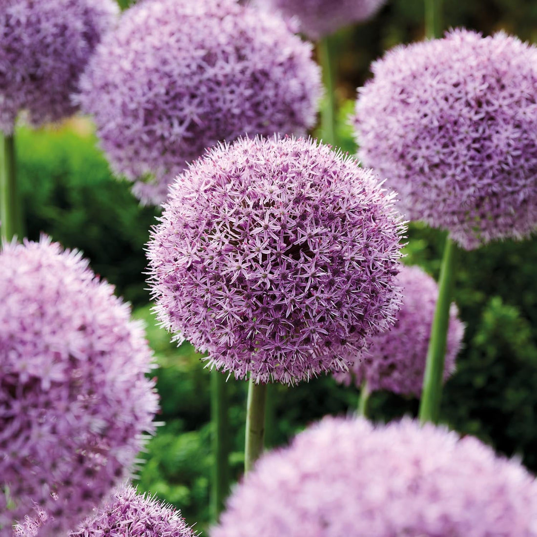 Allium, Prydløg 'Party Balloons'
