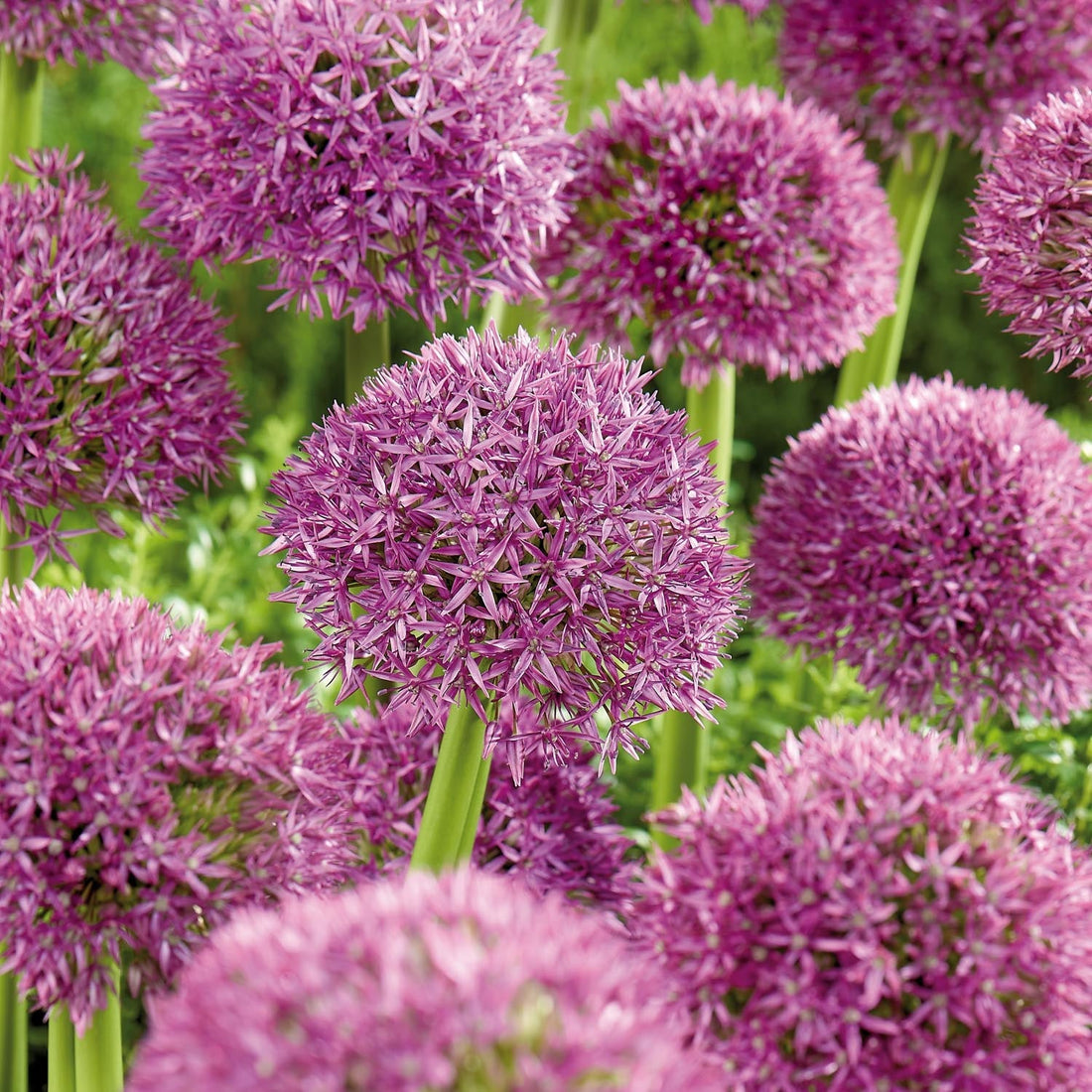 Allium, Prydløg 'Pinball Wizard'