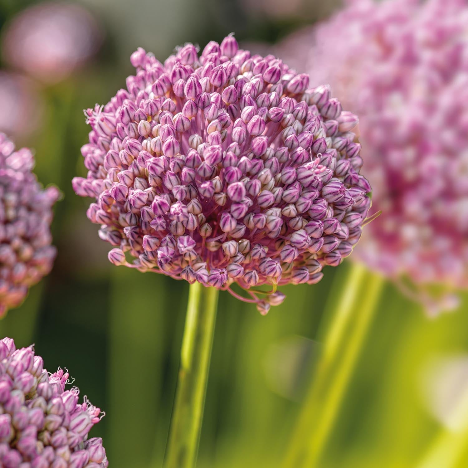 Allium, Prydløg 'Ping Pong'