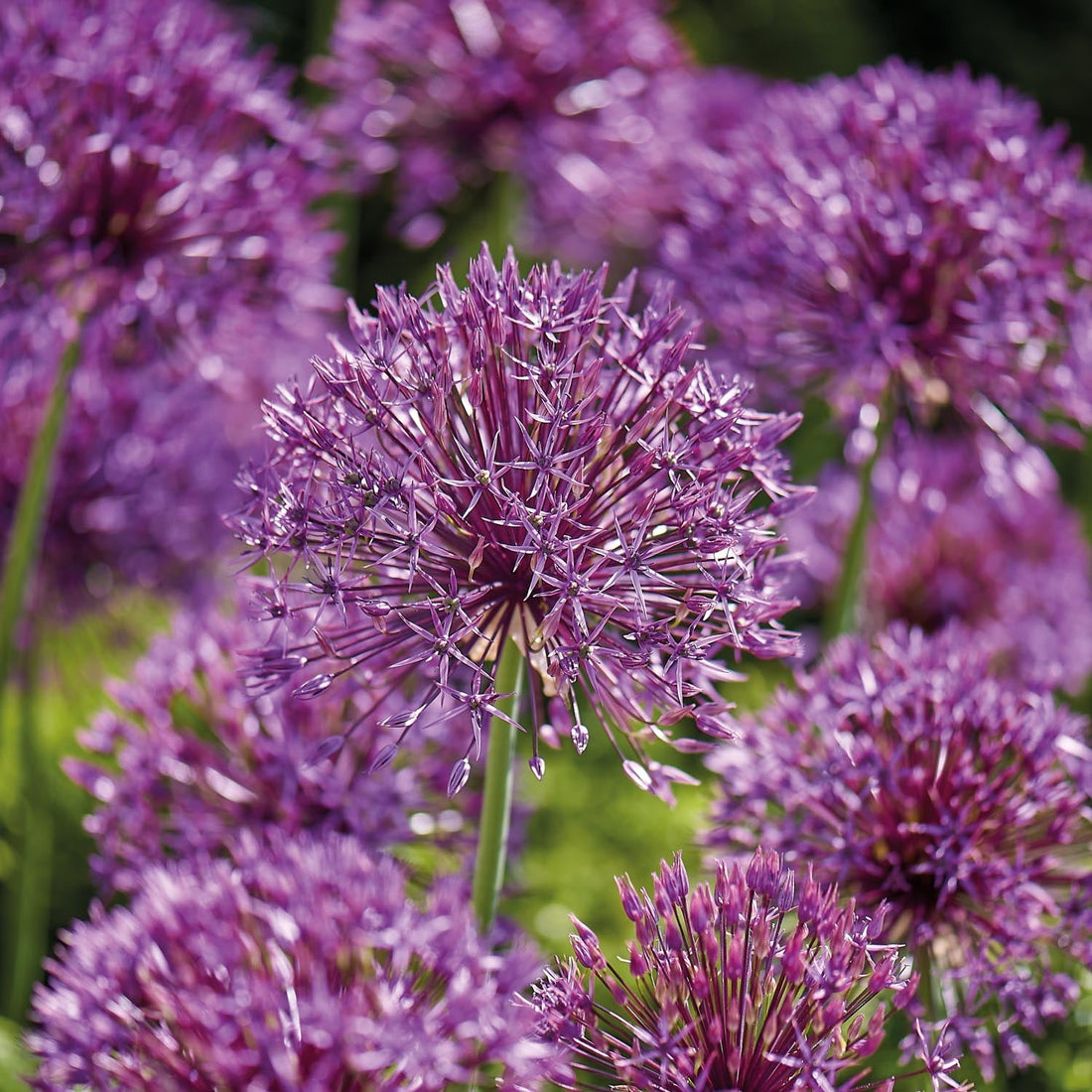 Allium, Prydløg 'Purple Rain'