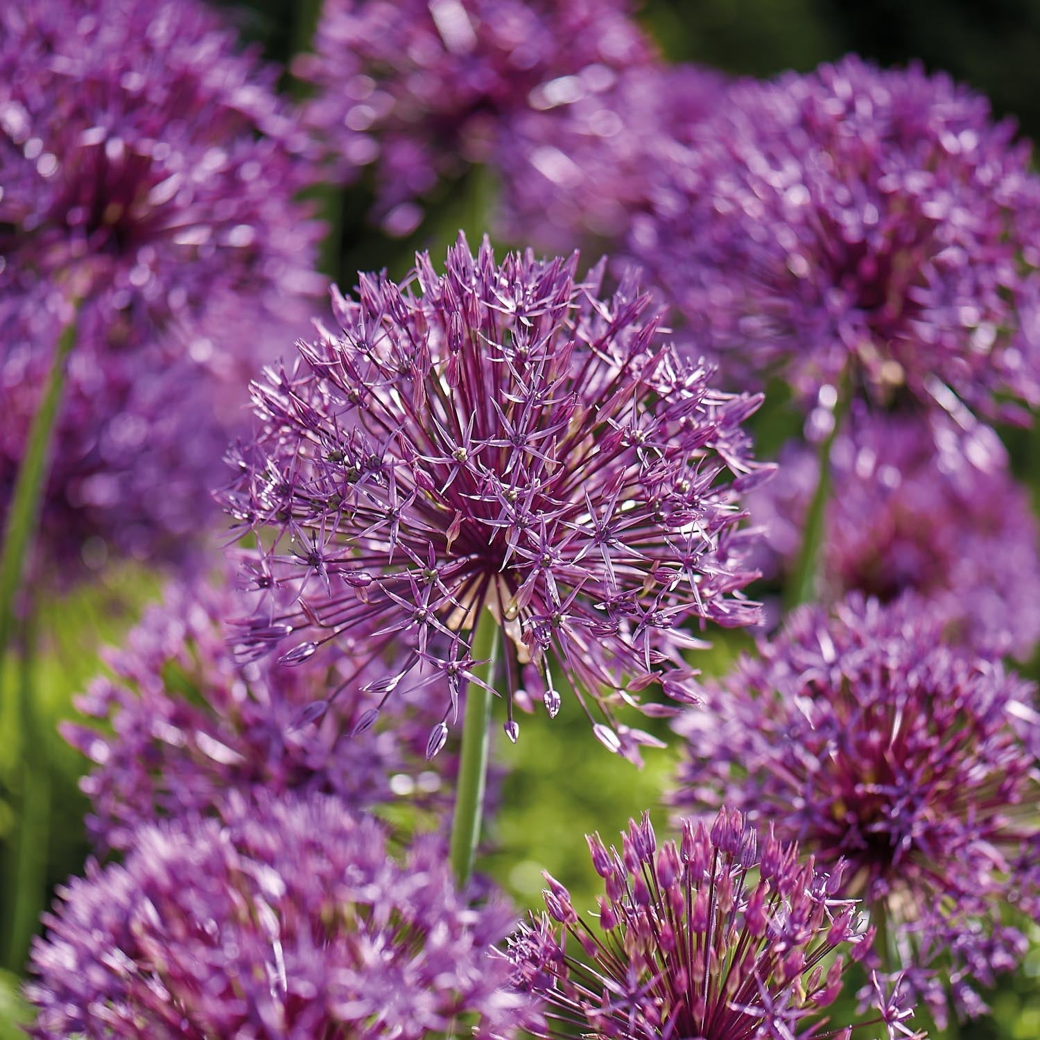 Allium, Prydløg 'Purple Rain'