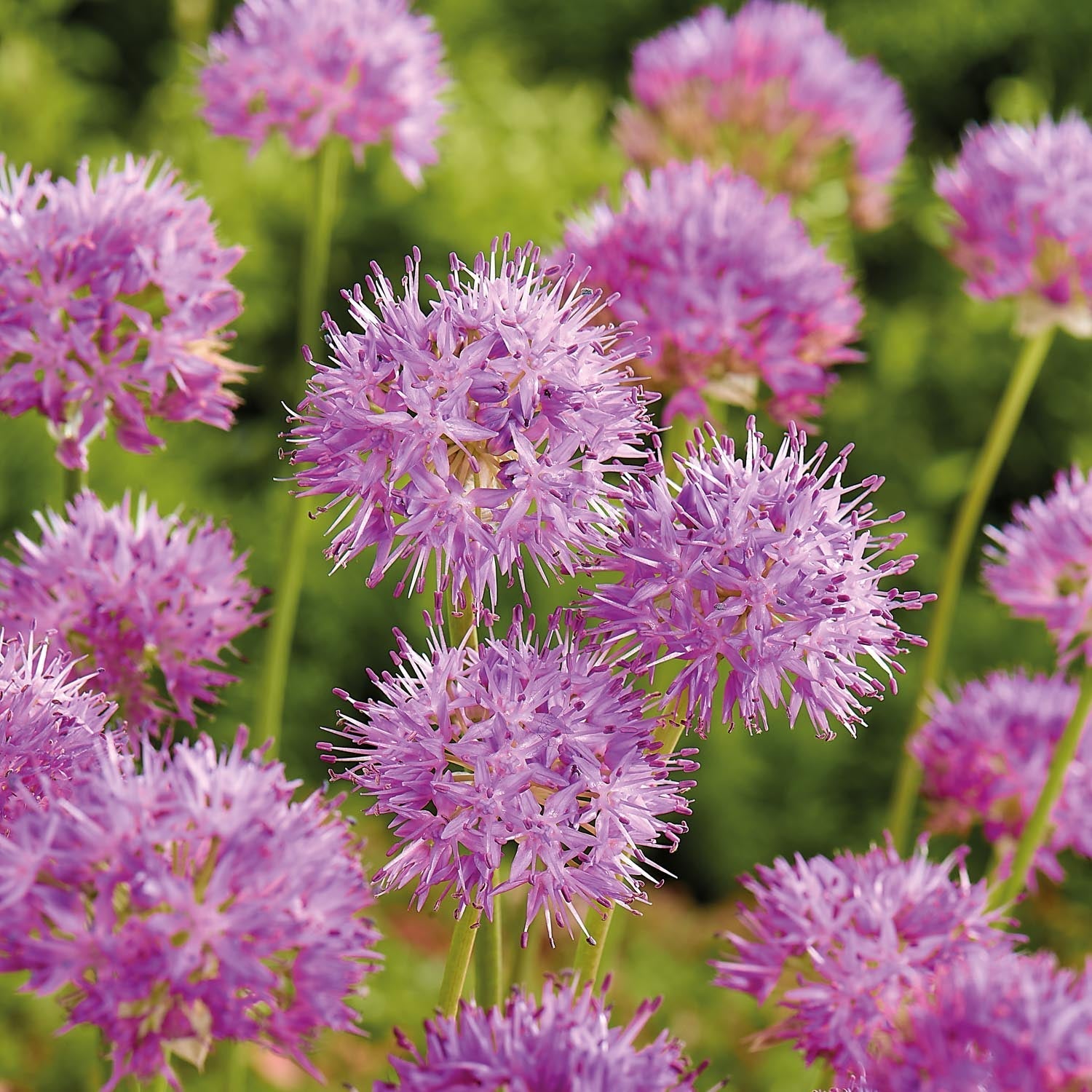 Allium, Prydløg 'Rosy Dream'
