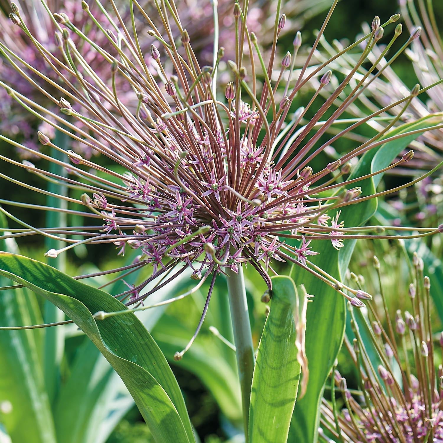 Allium, Prydløg 'Schubertii'