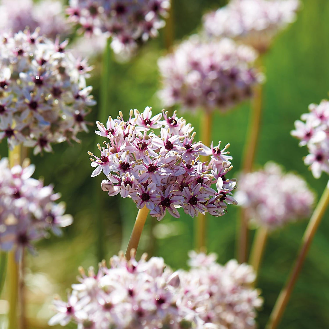 Allium, Prydløg 'Silver Spring'