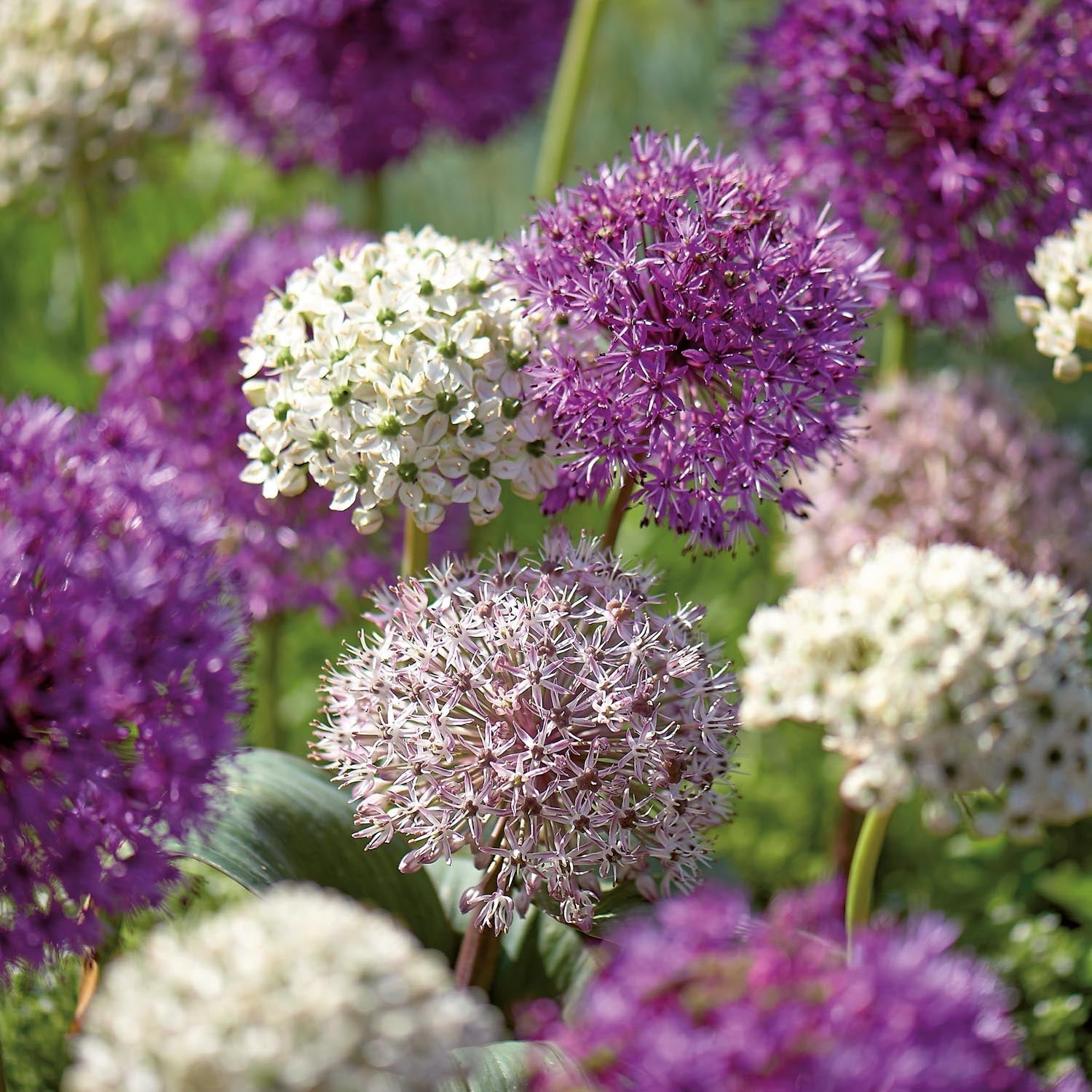 Alliumblanding 'Large Mixed'