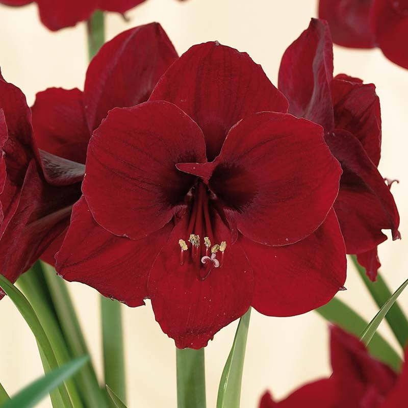 Amaryllis 'Benfica'