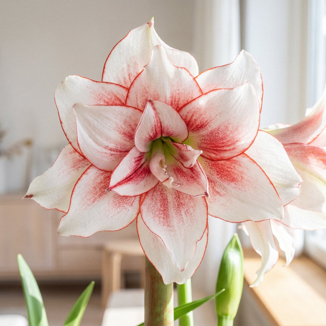 Amaryllis, Hippeastrum 'Elvas'