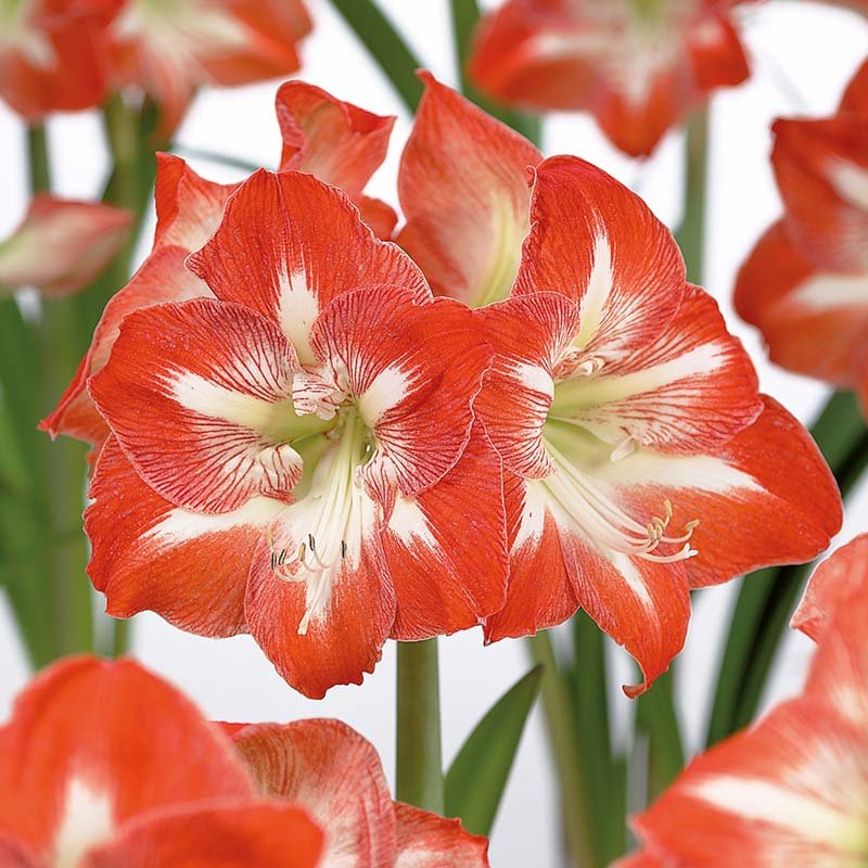 Amaryllis 'Minerva'