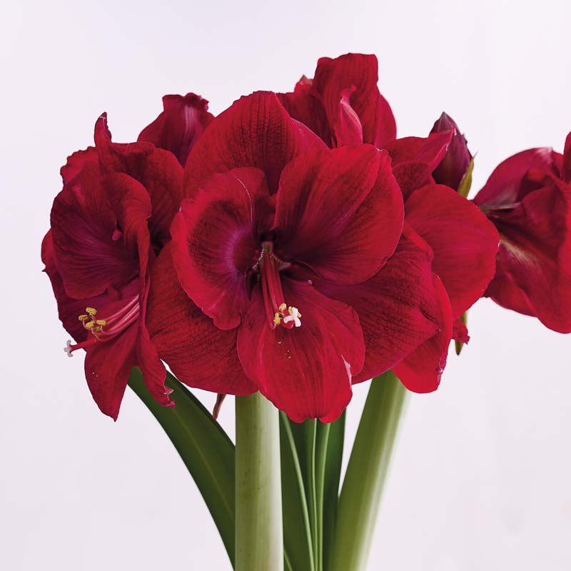 Amaryllis 'Tempranillo'