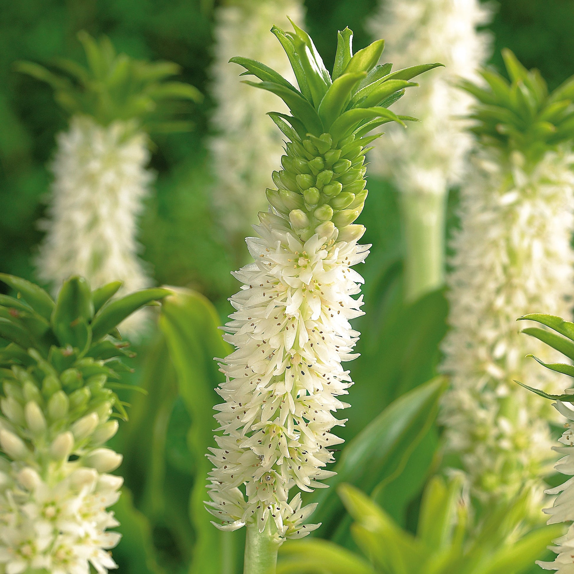 Ananaslilje, Eucomis 'Autumnalis'