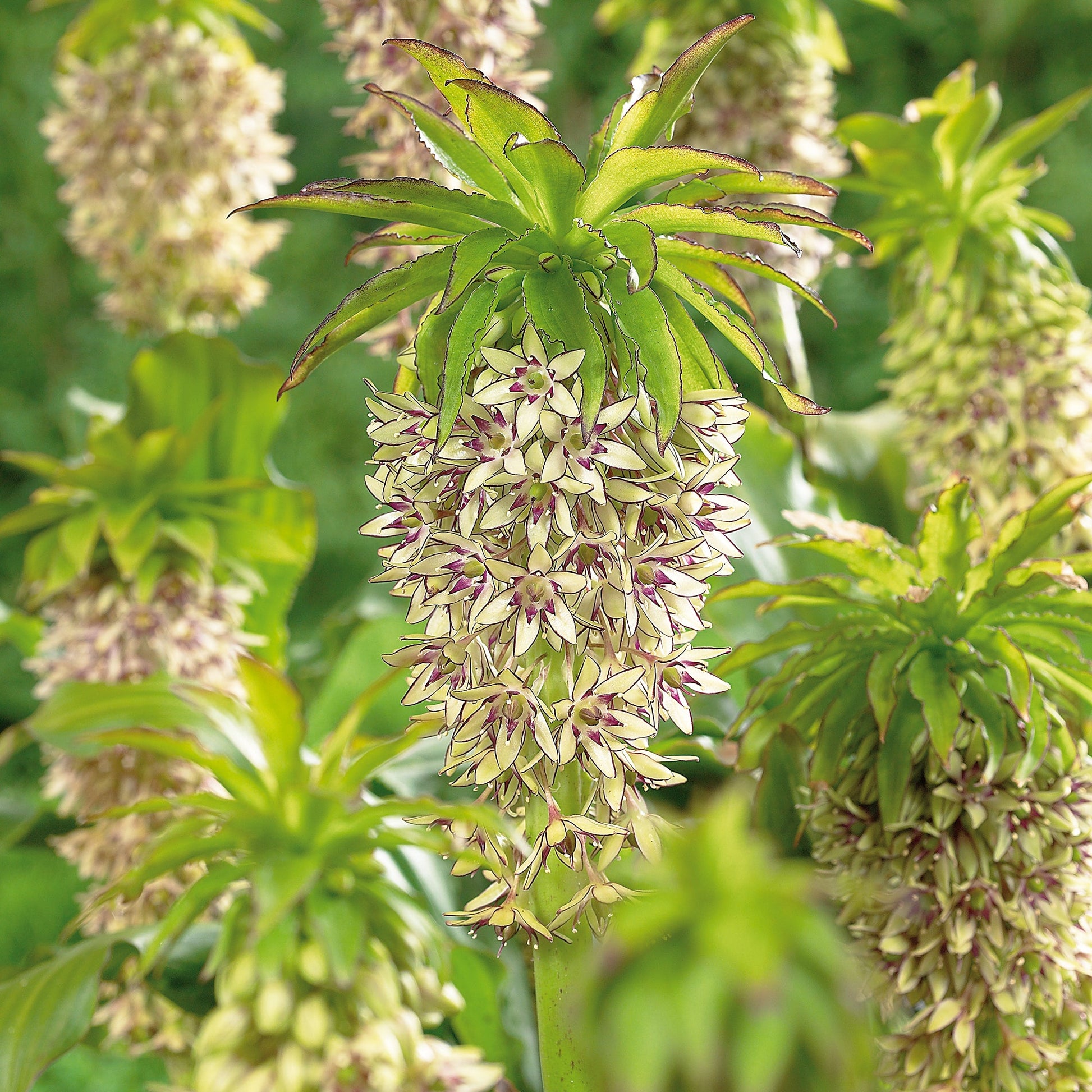 Ananaslilje, Eucomis 'Bicolor'