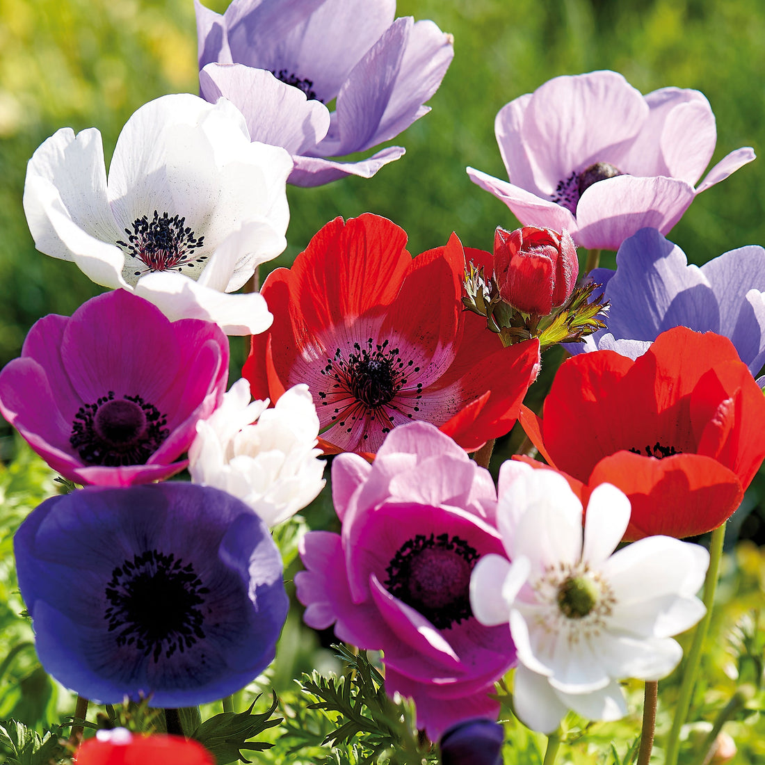 Anemone 'De Caen' mix