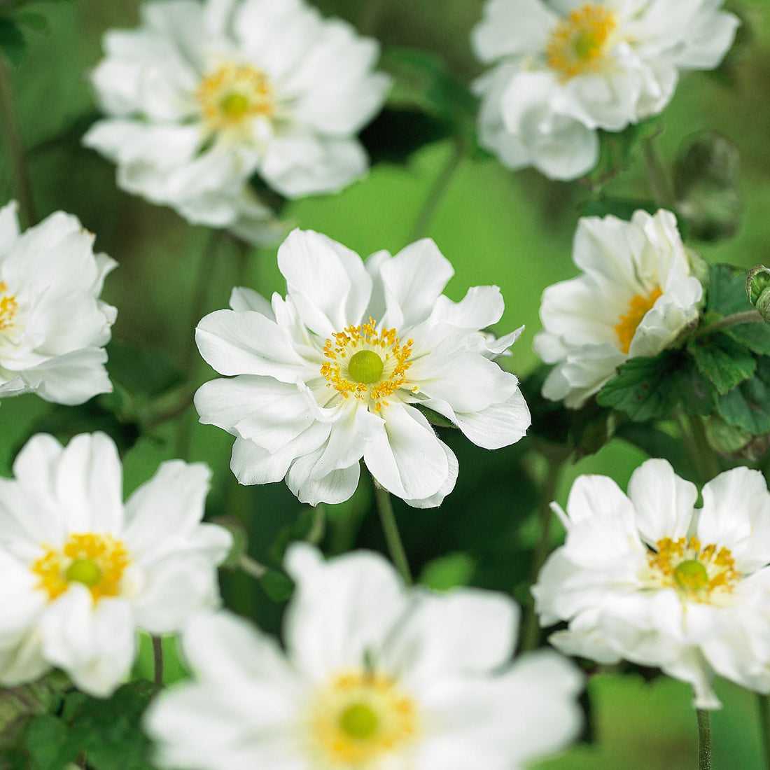 Anemone 'Honorine Jobert'