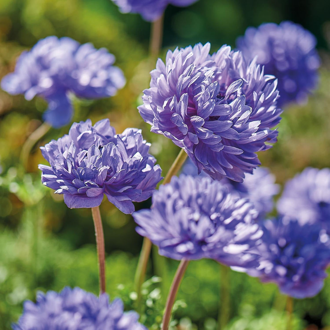 Anemone 'Lord Lieutenant'