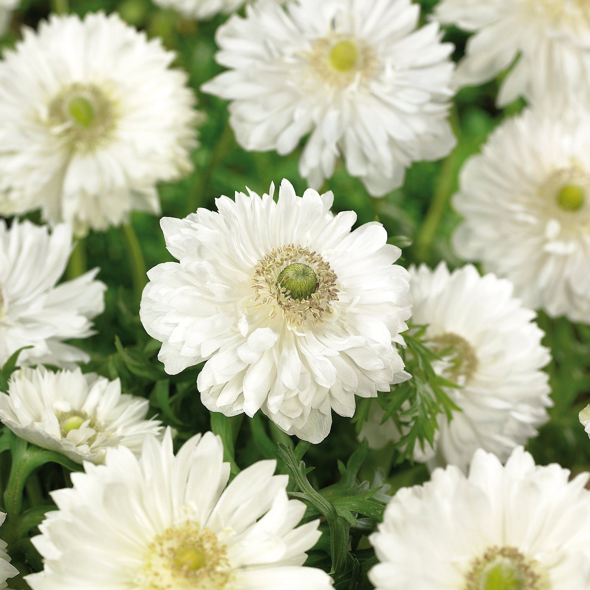 Anemone 'Mount Everest'