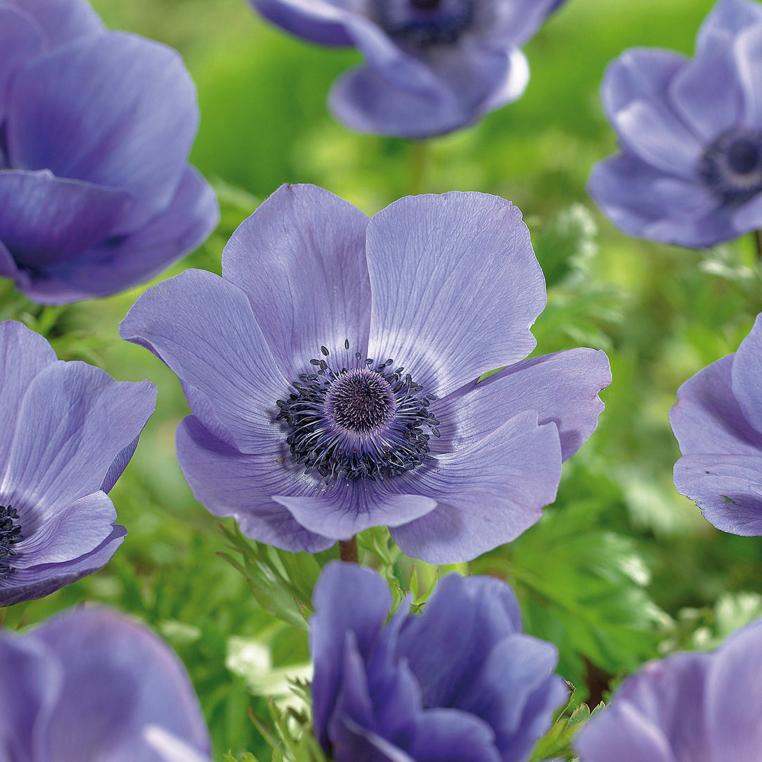 Anemone 'Royale'