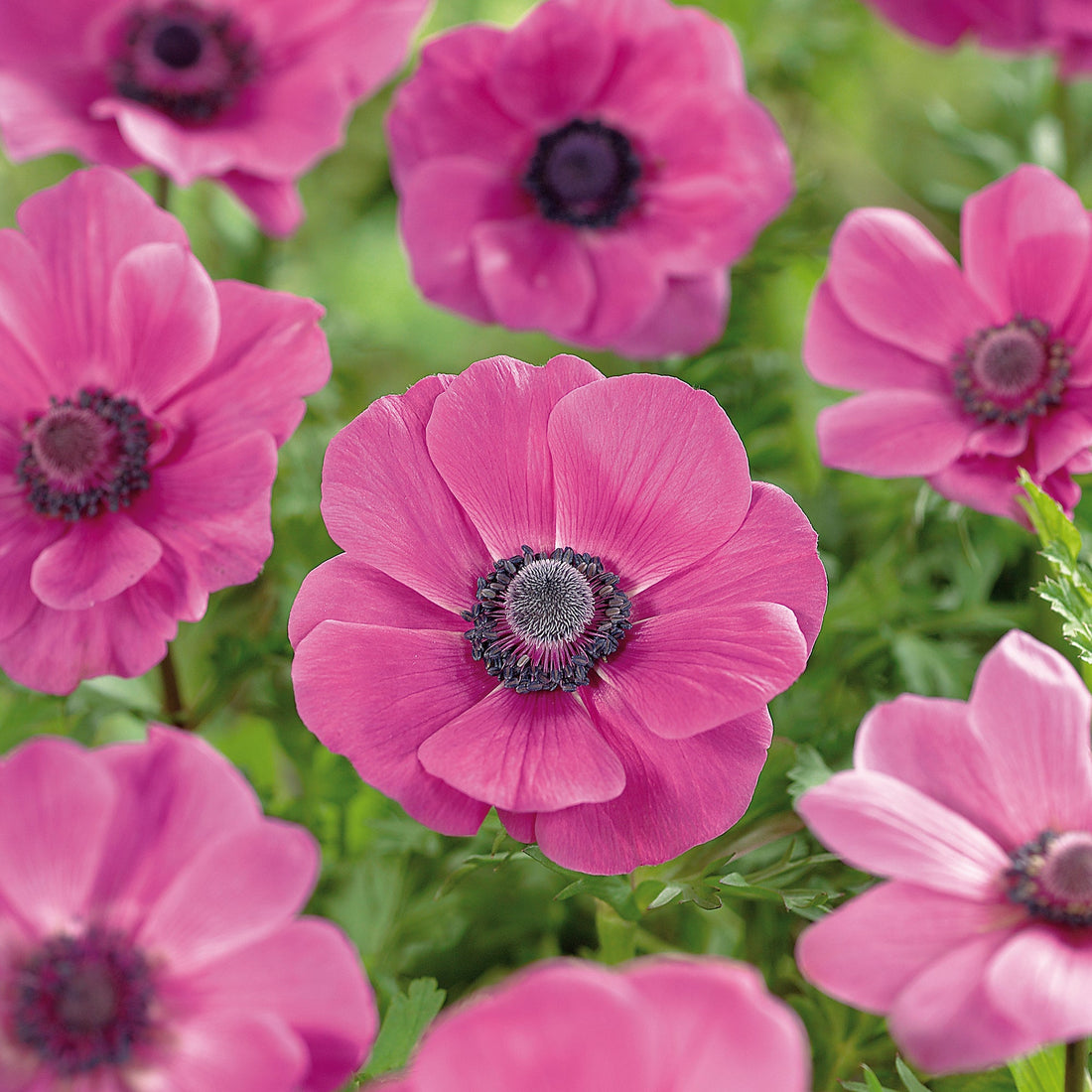 Anemone 'Sylphide'