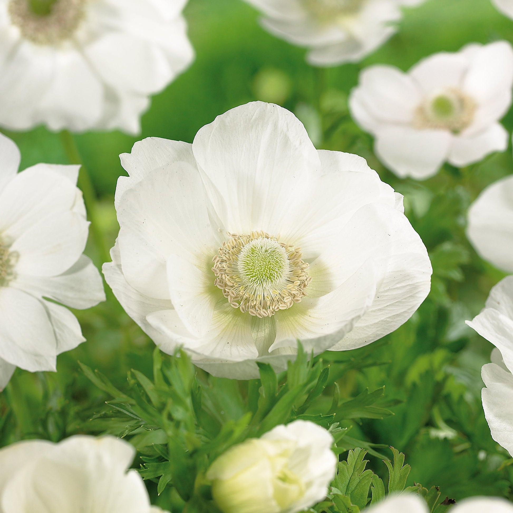 Anemone 'The Bride'