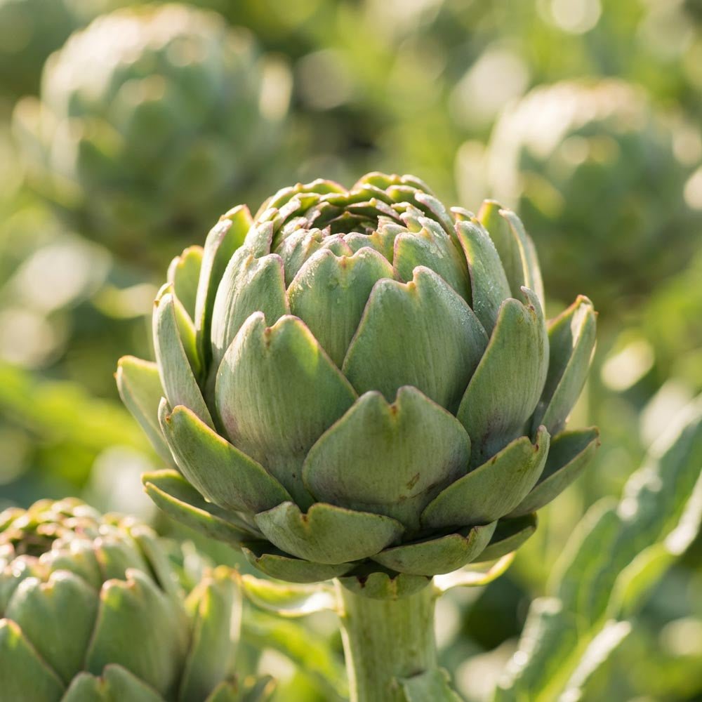 Artiskok 'Green Globe'