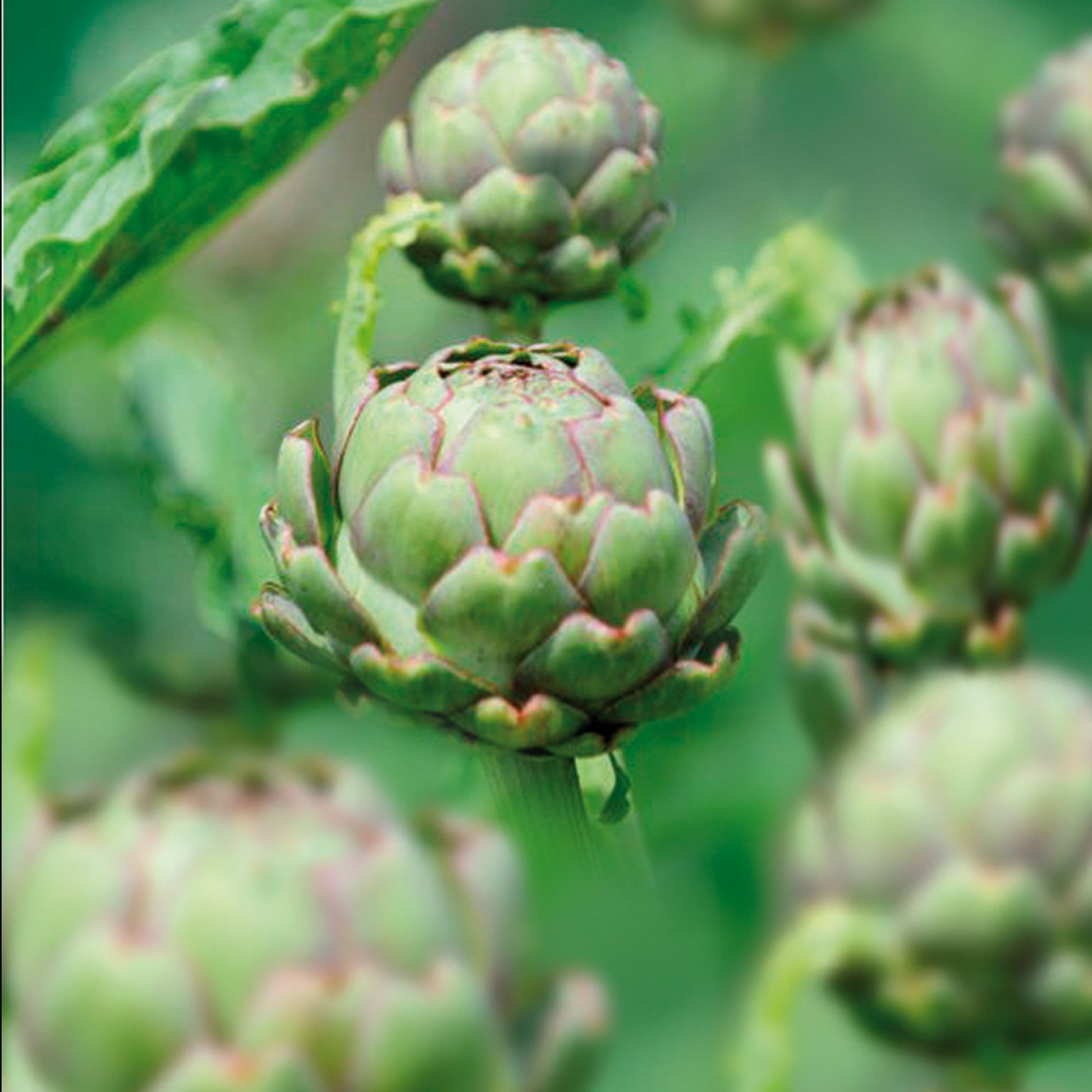 Artiskok 'Green Globe'