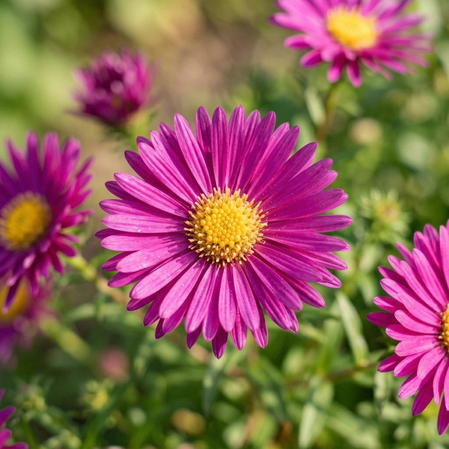 Asters 'Crimson Brocade'