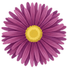 Asters barrodsplanter