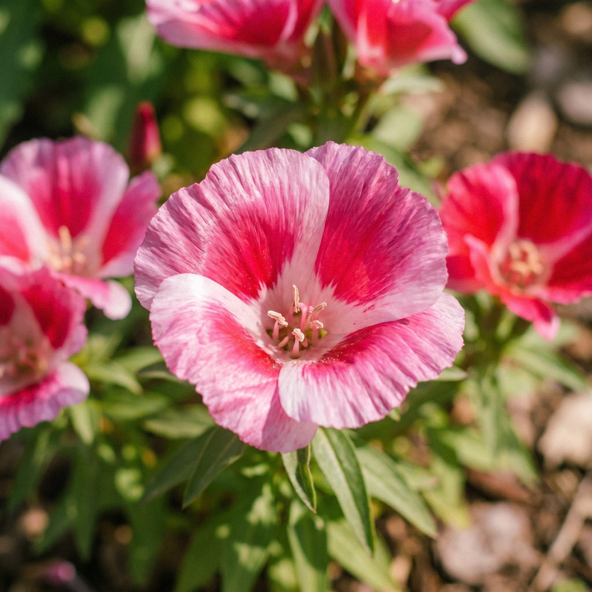 Atlaskblomst frø 'Godetia' - 200 Økologiske frø