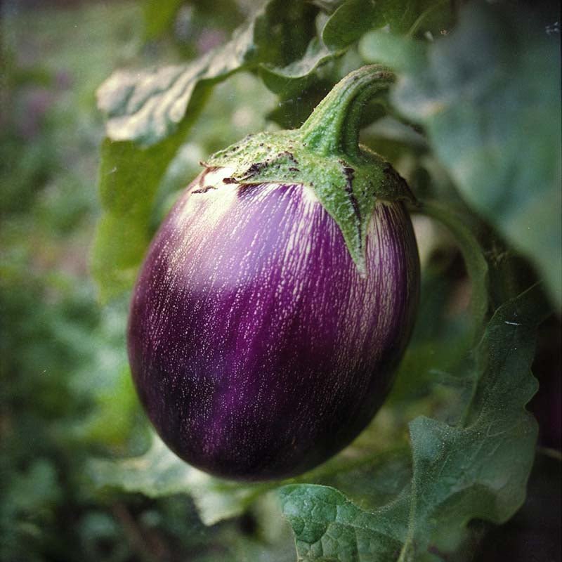 Aubergine frø 'Lea' - 20 Økologiske Frø