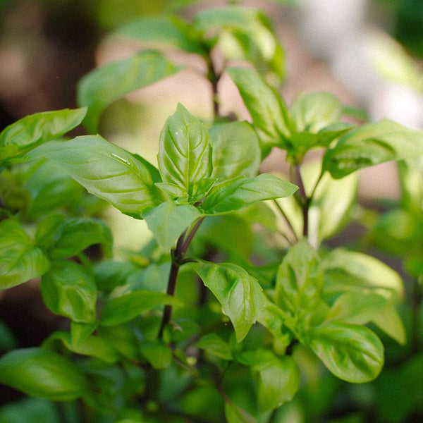 Basilikum Fro () Basilikum Fro