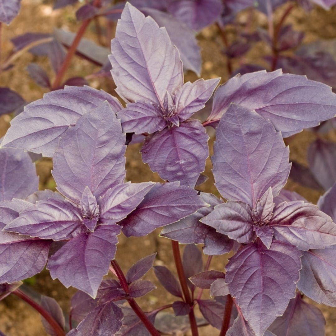 Basilikum frø 'Red basil' - 180 Økologiske Frø