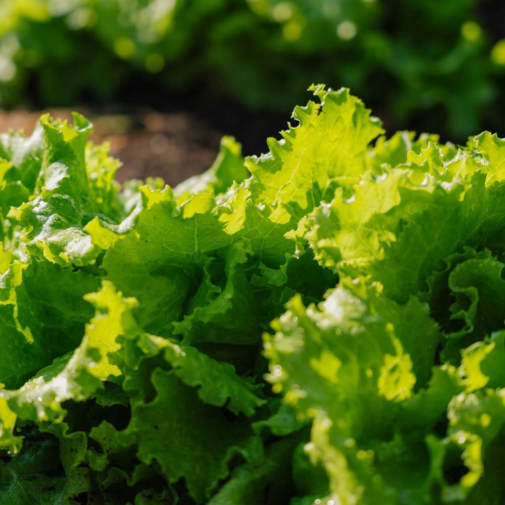 Batavia salat frø 'Blonde de Paris' - 200 Økologiske Frø