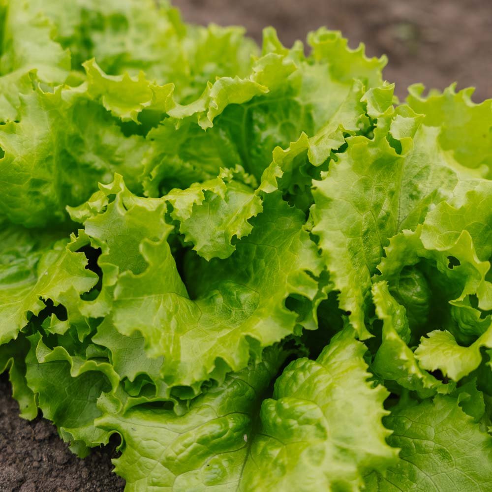 Batavia salat frø 'Blonde de Paris' - 200 Økologiske Frø