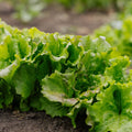 Bativiasalat frø 'Maravilla de Verano' - 200 Økologiske Frø