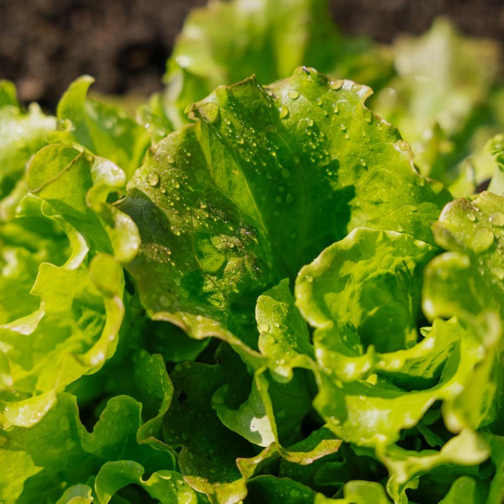 Bativiasalat frø 'Maravilla de Verano' - 200 Økologiske Frø