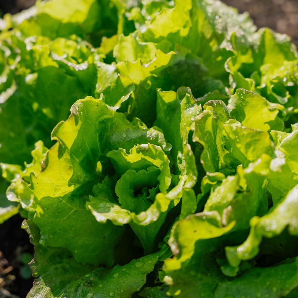 Bativiasalat frø 'Maravilla de Verano' - 200 Økologiske Frø