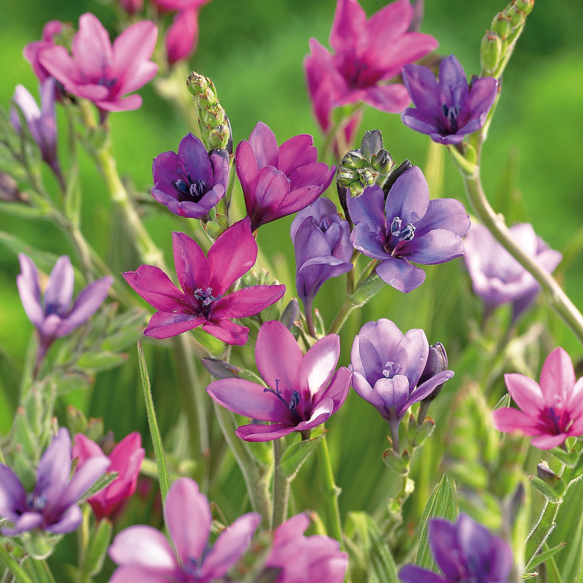 Bavianblomst, Babiana stricta 'Mixed'